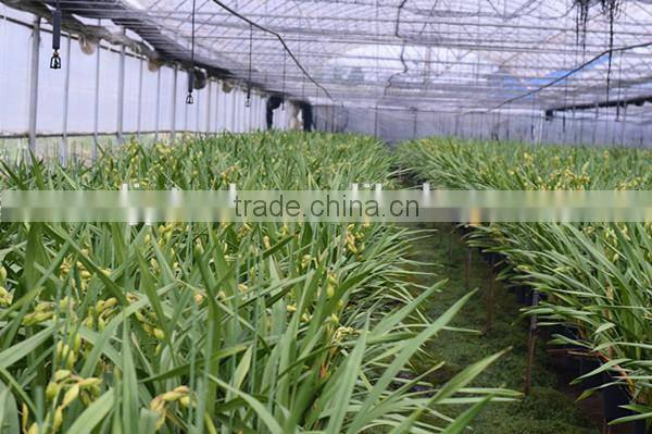 Good Price Greenhouses Growing Vegetable