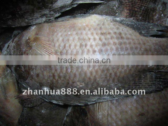 best frozen whole tilapia fish farming