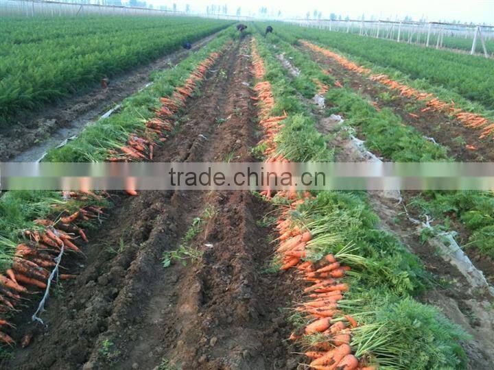 Chines Bulk Fresh Carrots Fresh Carrot Price