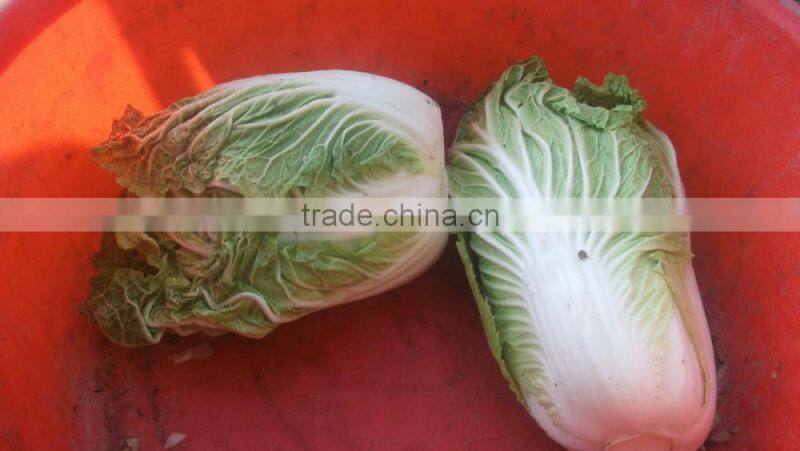 fresh cabbage chinese cabbage chinese beijing cabbage long cabbage