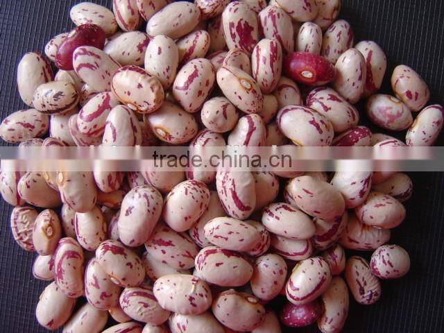 small round shape ight speckled Kidney Bean Pinto bean