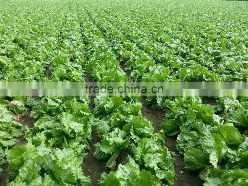 Hot sale Fresh lettuce/Green lettuce/iceberg lettuce