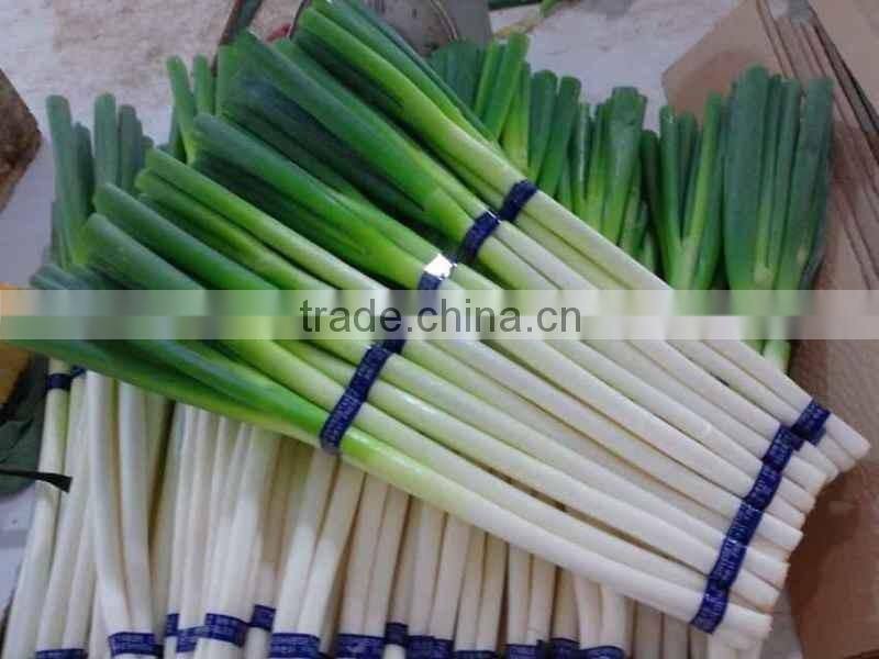 Fresh Onion Long Type Green Onion
