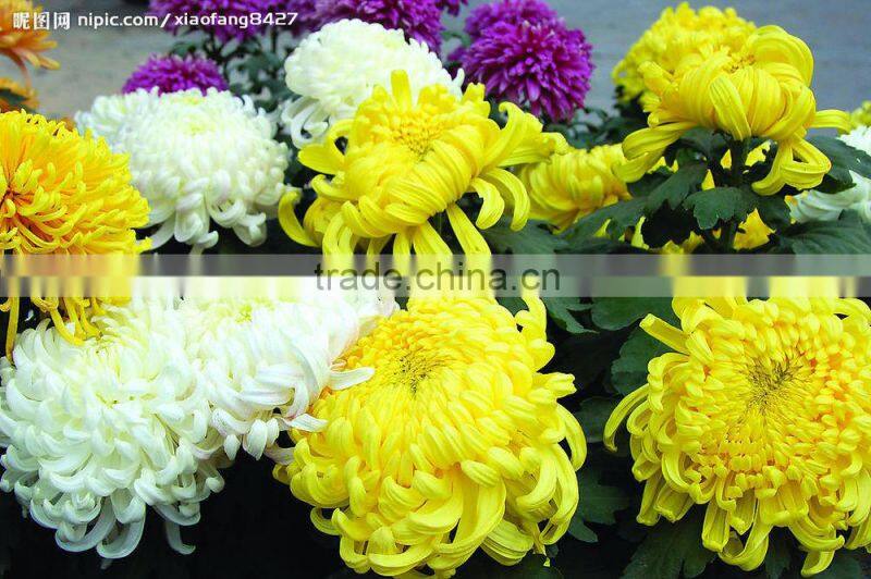 Chrysanthemum