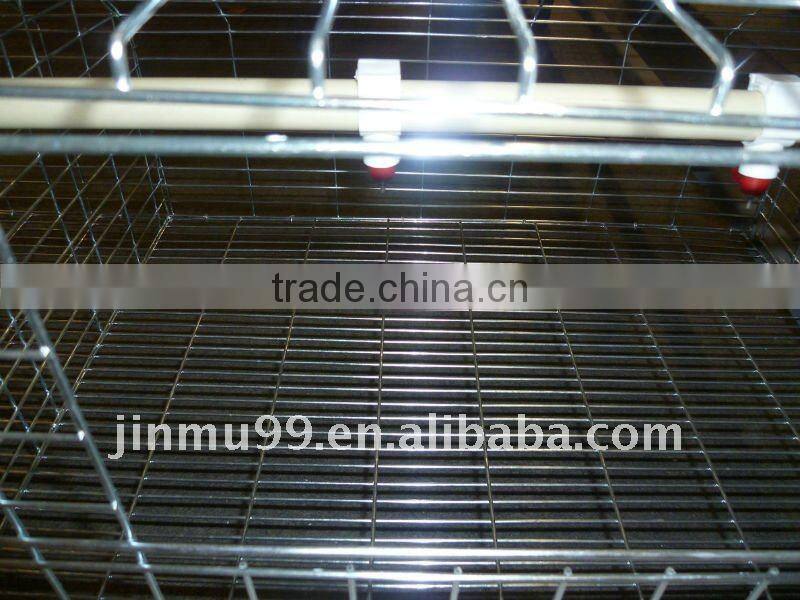 layer chicken poultry house