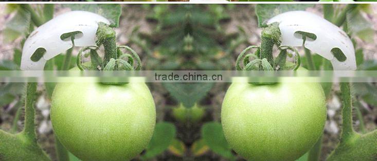 clear tomato grafting plant Clips