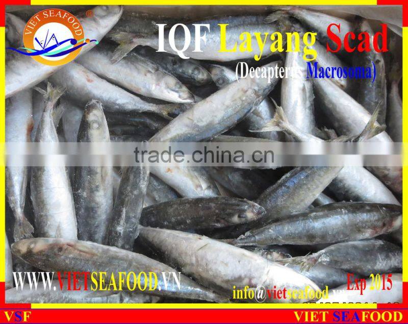 IQF LAYANG SCAD WHOLE ROUND