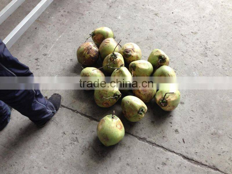automatic industrial young coconut half cutting machine and water collection