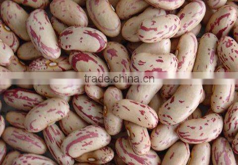 Light Speckled Kidney Bean 2010 long shape