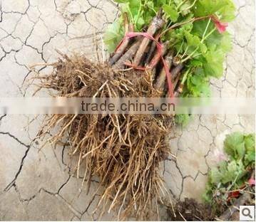 Easy survival putao shu:The grape seedling