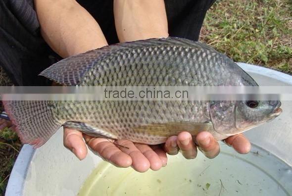 Hot selling tilapia fish feed pellet machine for sale