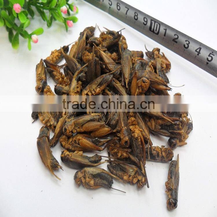 Microwave Dried Crickets For Pet Birds Food Manufacturer