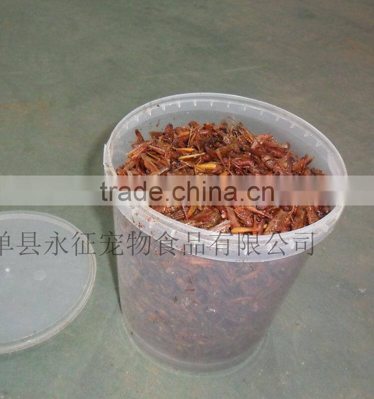 Animal feed supplies Microwave dried locusts dog fish treats
