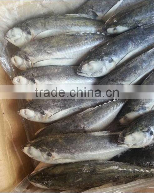 Jack mackerel caned fish