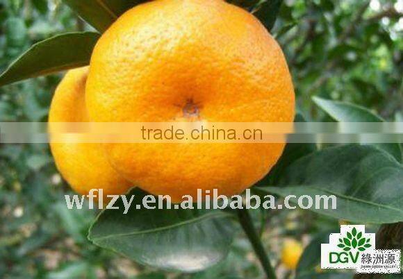 ganzhou Mandarin Orange