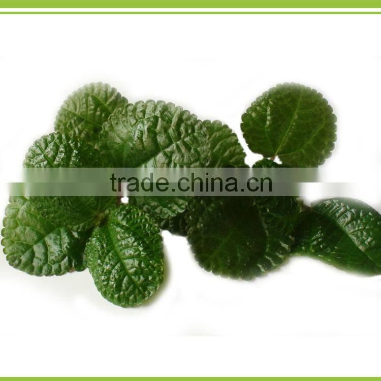 Quickly and high efficiency plant growth promoter Microorganism Bacterium Agent biological foliar fertilizer