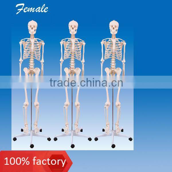 Female skeleton model (PVC)
