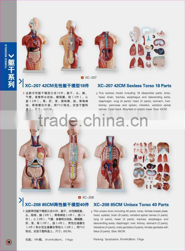 Life-Size Vertebral