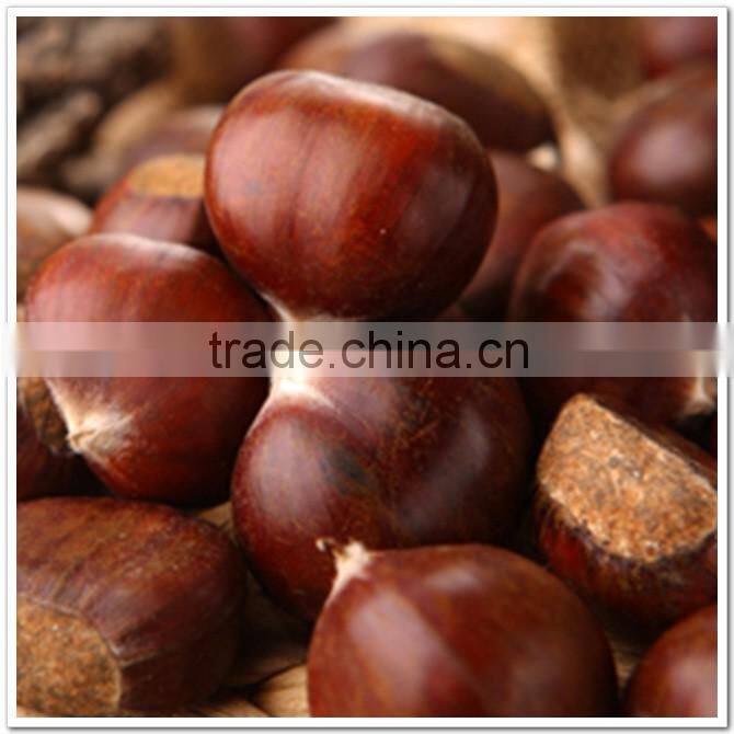 medium size fresh chinese organic chestnut