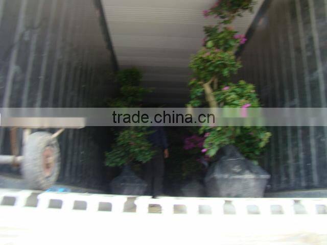small medium big size multicolor blooming Bougainvillea spectabilis Willd of decorative ornamental outdoor indoor bonsai plants