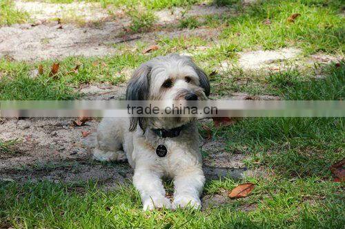 Blank Stainless Steel Dog Tags