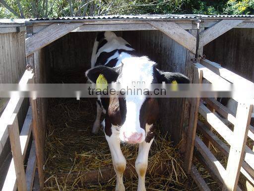 ICAR certified product A020 eartag for cattle 78*56 mm ear tag