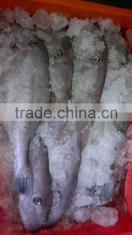 Frozen Leather Jacket Fish Whole Round
