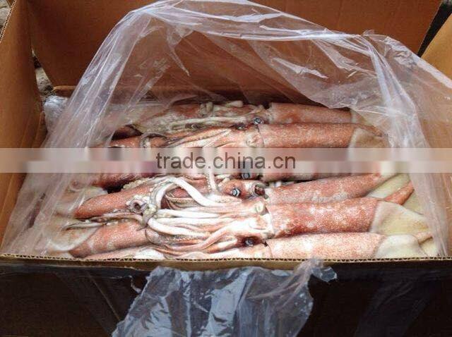 Frozen China origin Todarodes Pacificus squid Japanese flying W/R