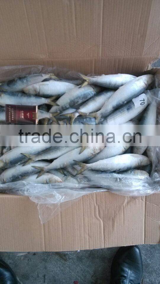 Seafood Frozen Sardine Fish For Tuna Bait