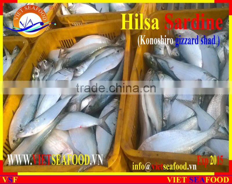 FROZEN DOTTED GIZZARD SHAD FISH