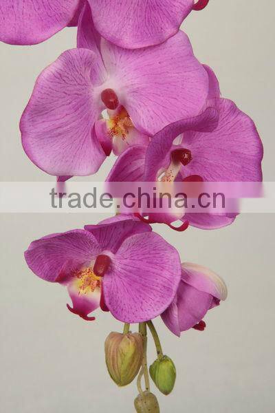 orchid butterfly cymbidium flower 27537