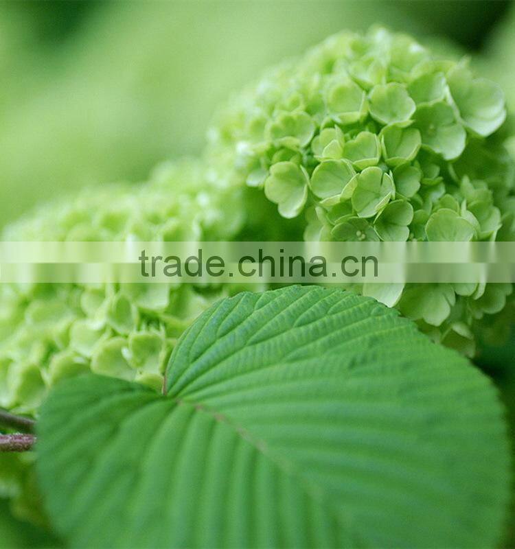 Fashionable promotional pretty hydrangea flowers