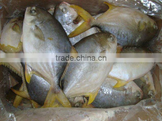 frozen golden pomfret