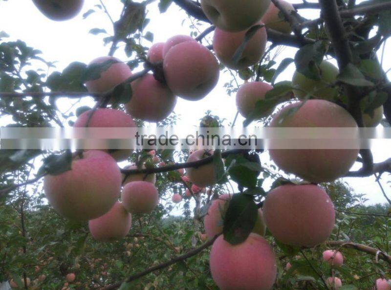 Customized LED plastic electronic small hand fan