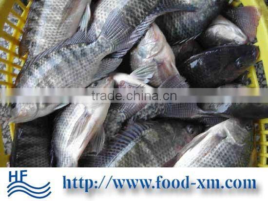 Quality Sea Fish from China- Frozen Tilapia fish