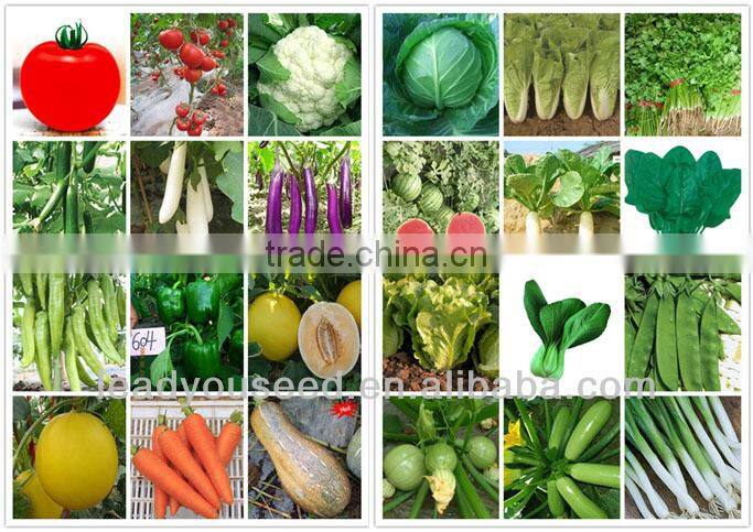 JON01 Round shape very hot sale planting seeds for onion seeds prices