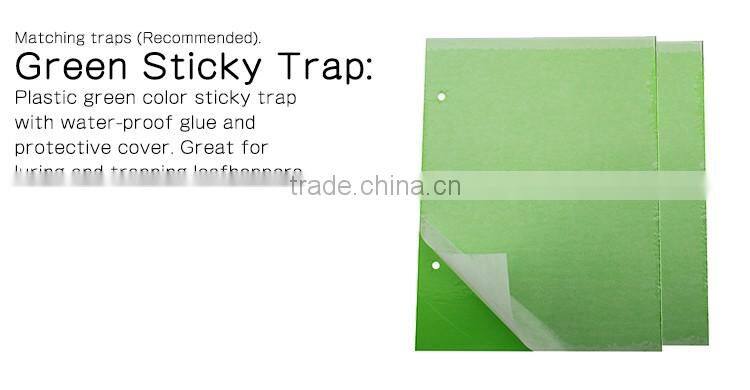 Pheromone Lure for Empoasca vitis, The Smaller Green Leafhopper pheromone attractant