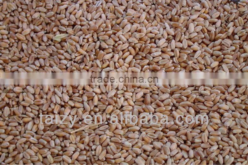 wheat seed drill Disc wheat seeder