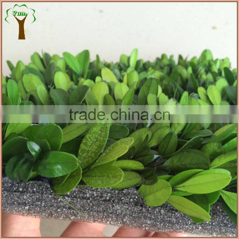 square piece preserved boxwood carpet