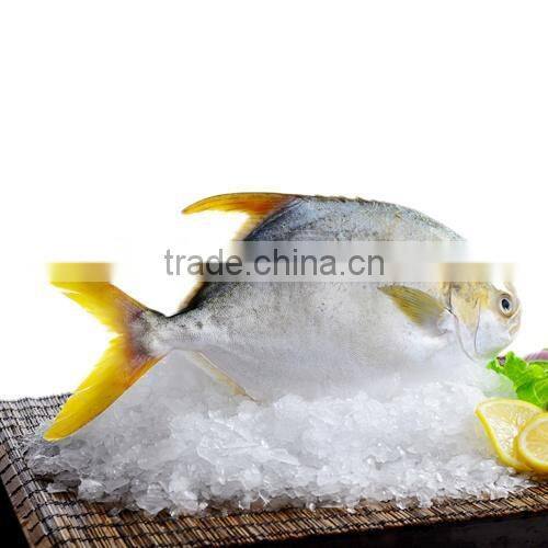 alibaba gold supplier new arrival high quality pomfret