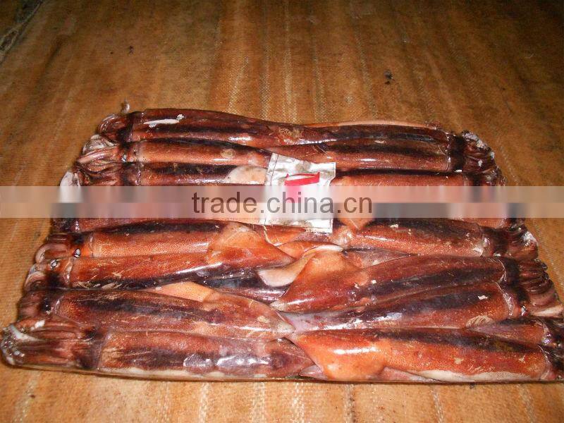 Frozen whole round illex squid