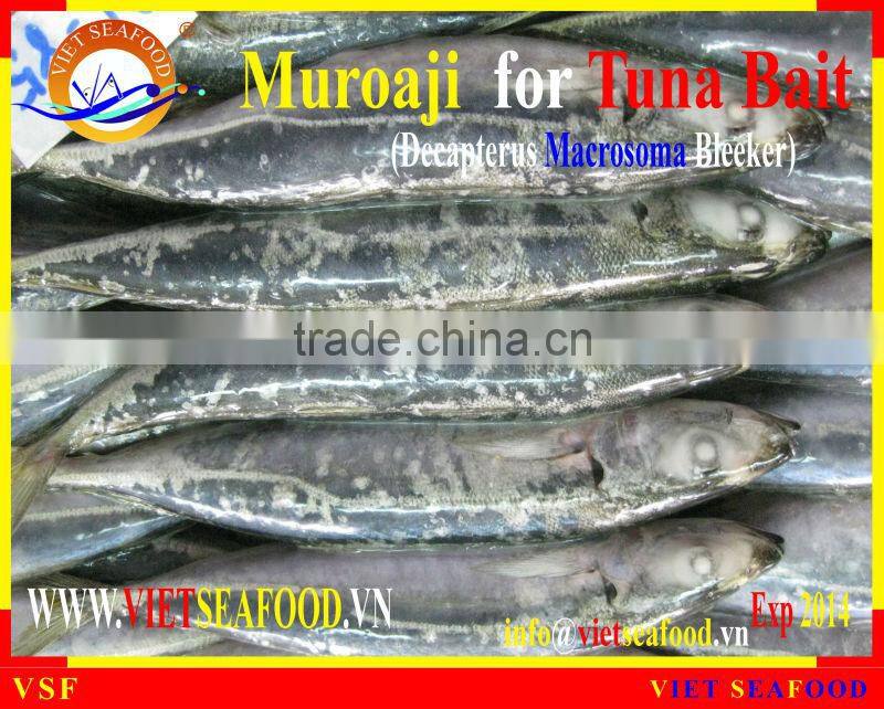 FROZEN MUROAJI FOR TUNA BAIT