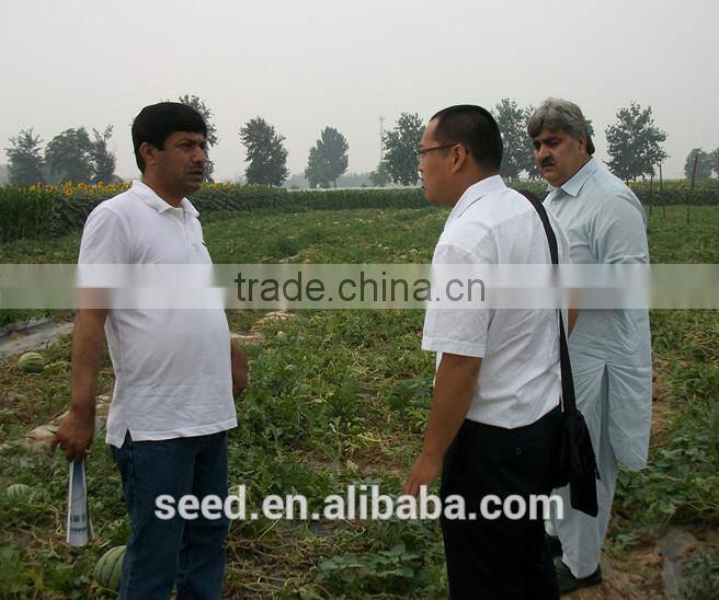 Best Bean Seeds SX Cowpea Seeds No.1410