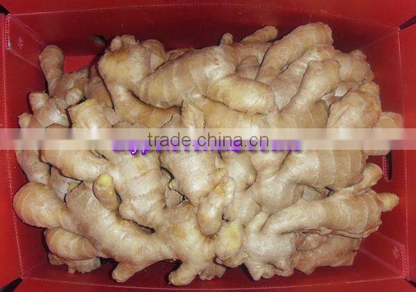 2014 New Crop Air Dried Ginger Lowest Price