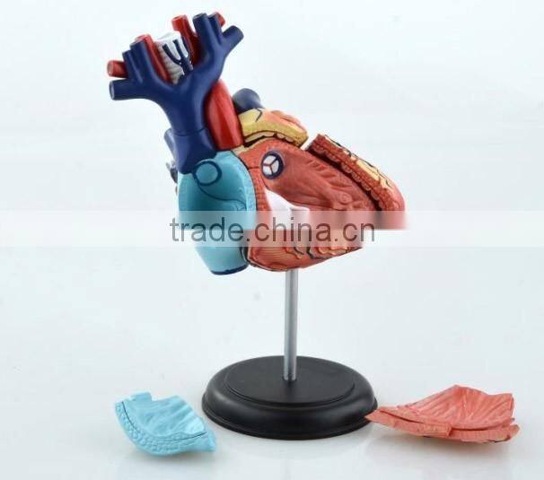 V-HM11 4D MASTER Human Heart assembled model