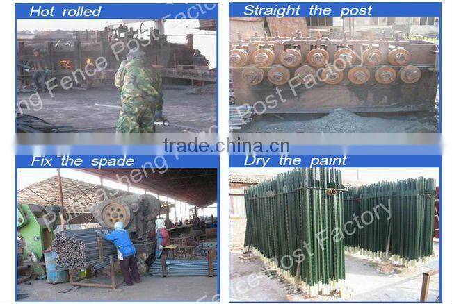 Hot dipped T post galvanized with spade (trade & factory)