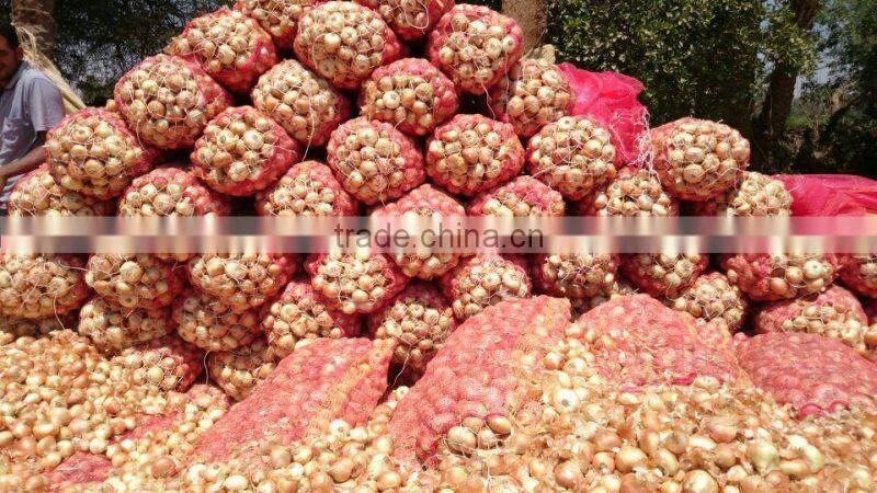 fresh onion high quality