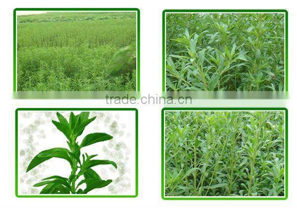 2014 Certified Manufacturer SinoBNP Supplies Best Quality &100% Natural Stevia Extract-natural stevia plant extracts