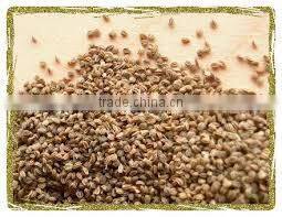 No. 1 Exporter of Celery Seed Essential Oil