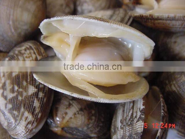 frozen Cooked baby clam meat